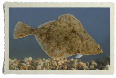 flounder